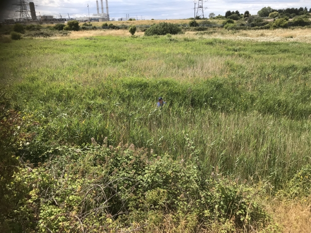 Grain Marshes